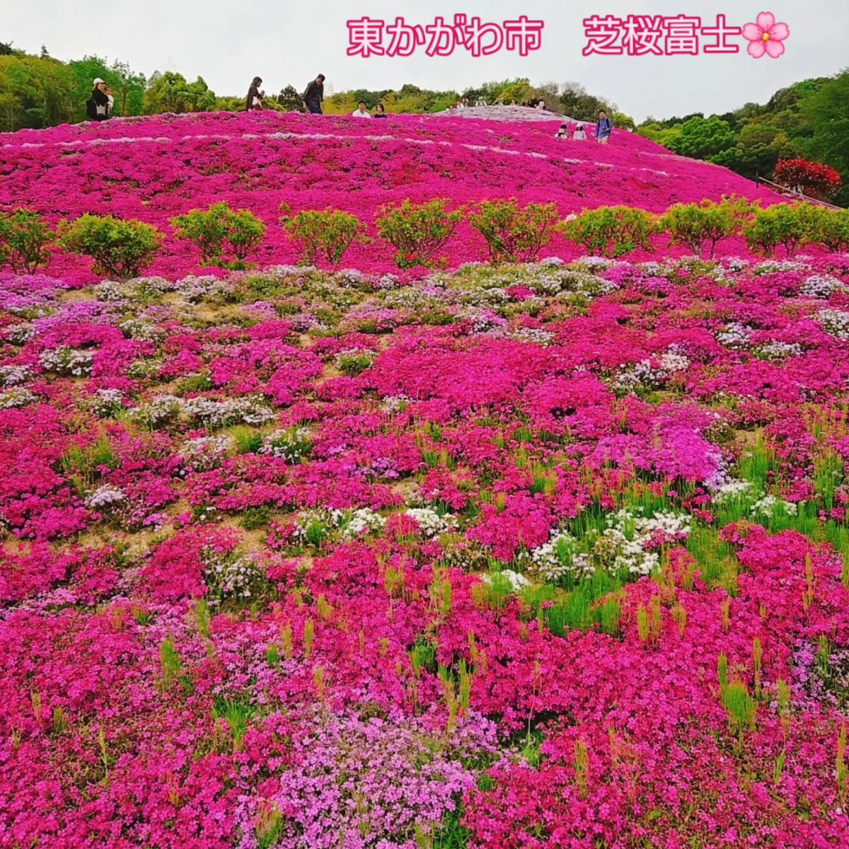 gacktant's tweet photo. 久しぶりの東かがわ市の芝桜富士🌸　
あいにくの空模様ではあったが、以前に訪れた時よりもグレードアップしていて、見ごろのピークを過ぎたギリギリのタイミングでもまだまだ見ごたえがあり素晴らしかった！
#東かがわ市　#芝桜富士　#芝桜　
#春の花　#ネモフィラ https://t.co/IzCMH3ASBh