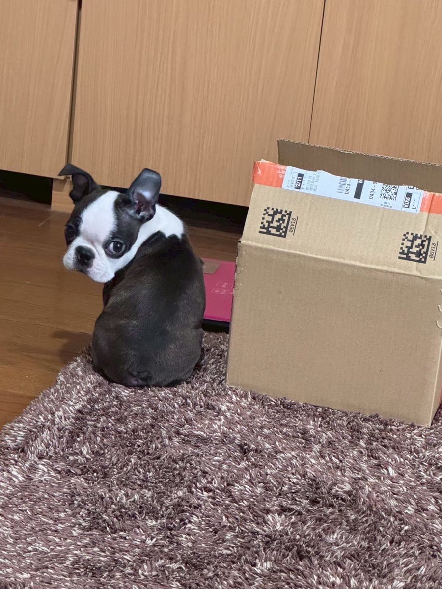 ボストンテリアのいぎーくん🐶✨️ tweet media