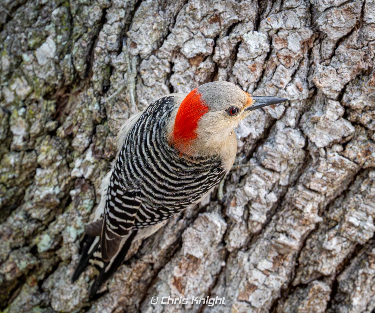 Chris Knight tweet media