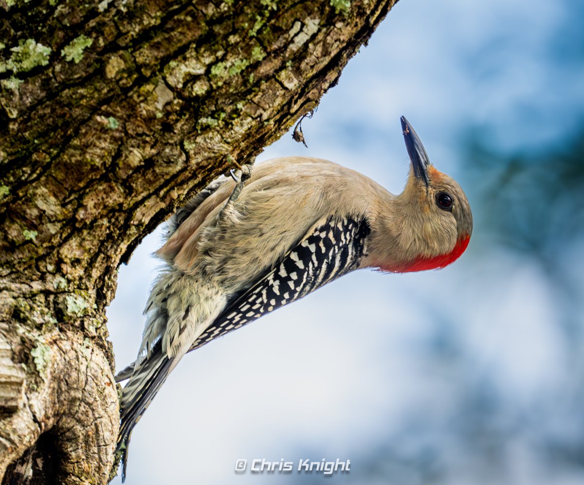 Chris Knight tweet media