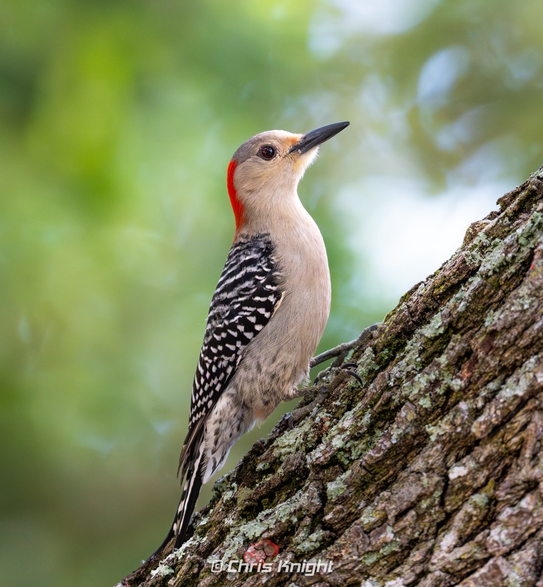 Chris Knight tweet media