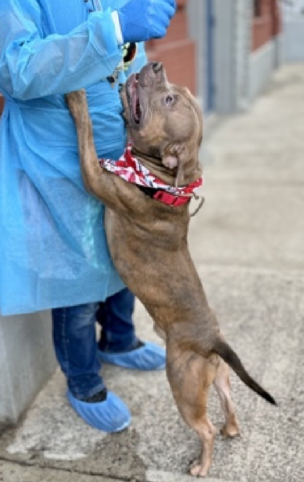 NMBewitched's tweet image. #MondayMarvels 
#FostersSaveLives 

Cash 
He is social, sweet &amp;amp; bored 
ACC will use the excuse "Arousal" 

He is sick😩🤧