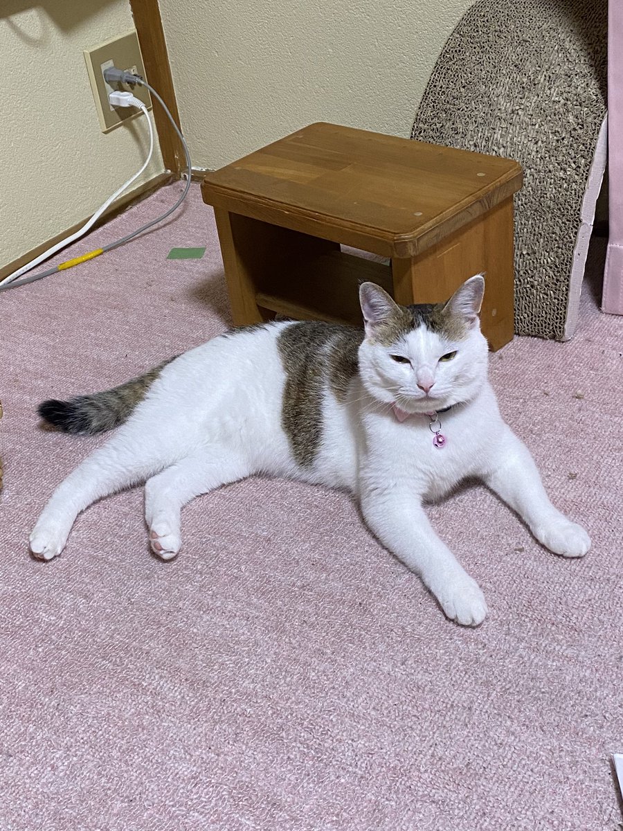 お兄ちゃんが追いかけっこしてくれて、いっぱい走ったあと疲れて休憩中。眠そう。