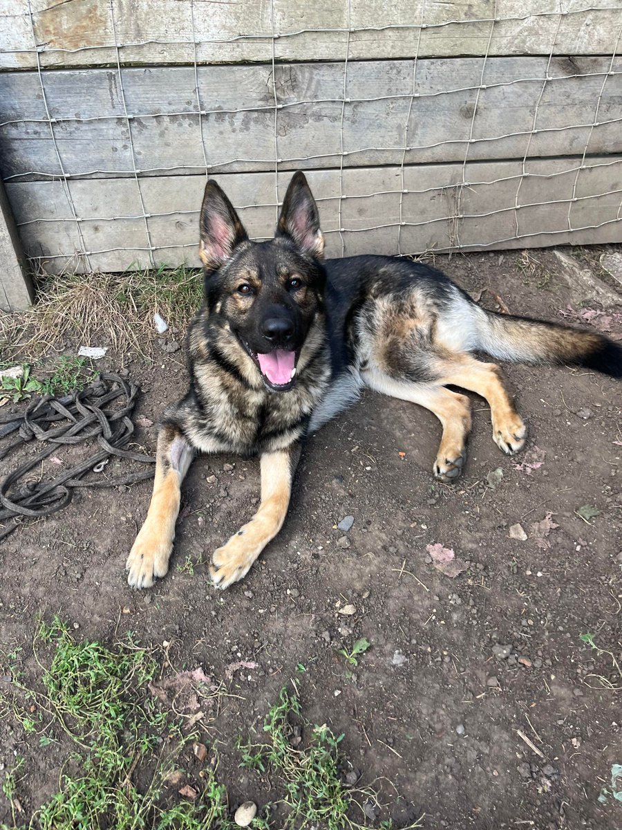 gsrescueelite's tweet image. Buddy is 4yrs old and he is a playful lad with a cheeky personality. Buddy can live with older kids but he can over bond with one person in the home so exp of this issue needed please 
#dogs #germanshepherd #Essex 
gsrelite.co.uk/buddy-12/