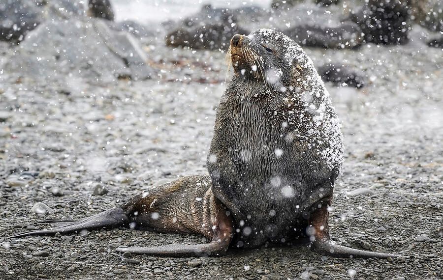 joancarroll's tweet image. Fur Seal Basking in Falling Snow South Georgia Island! buff.ly/aq66rbk #furseal #antarctica #southgeorgia #seal #wildlife #wildlifephotography #snow #snowing #nature #animals #rocky #beach #buyart #wallart #artforsale #artstore #travel #travelphotography #wallartforsale