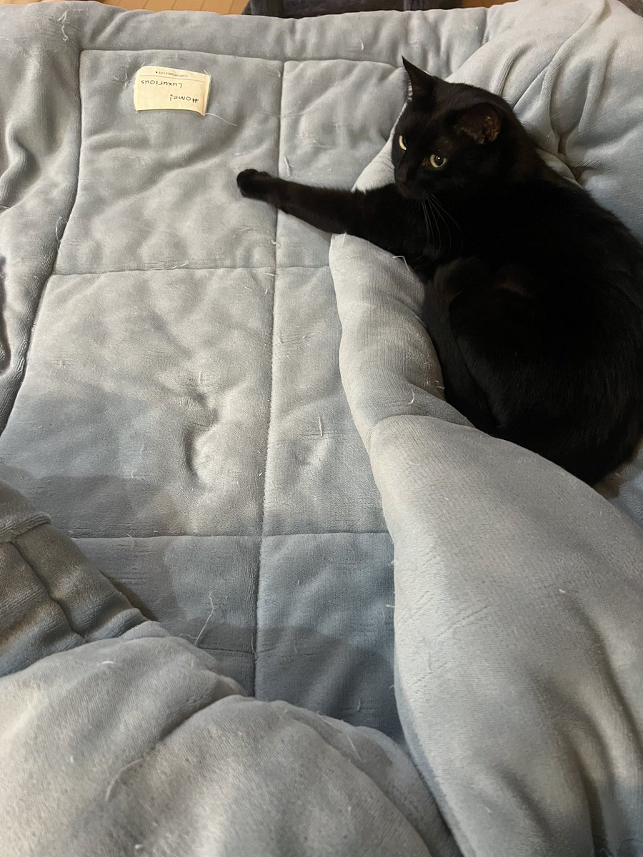 黒猫そらの家🐈‍⬛ tweet media