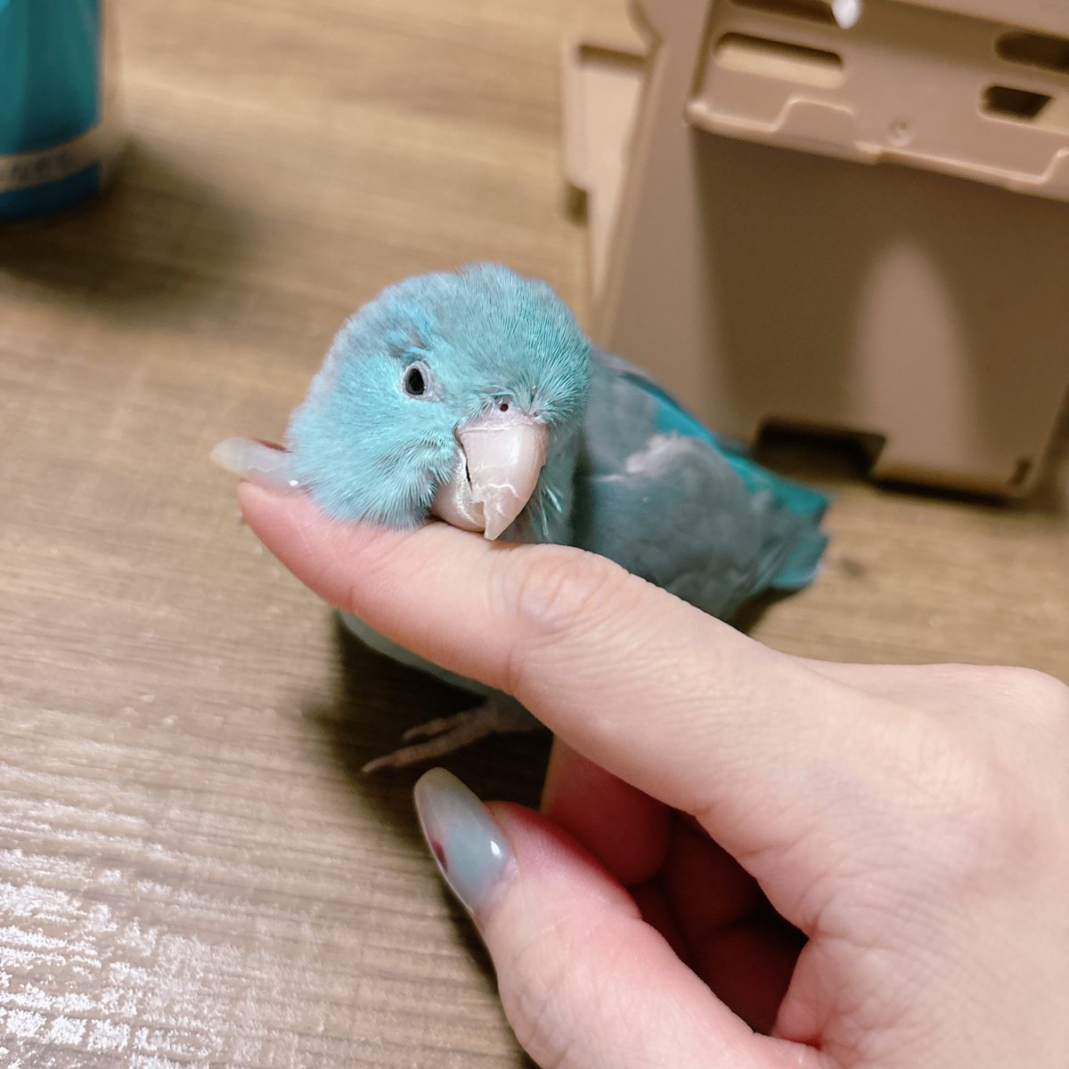 まなﾗｰﾒﾝ🍜こねこちゃん tweet media