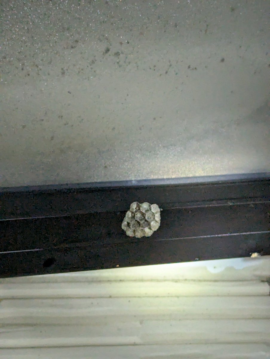 ぷる。 tweet media