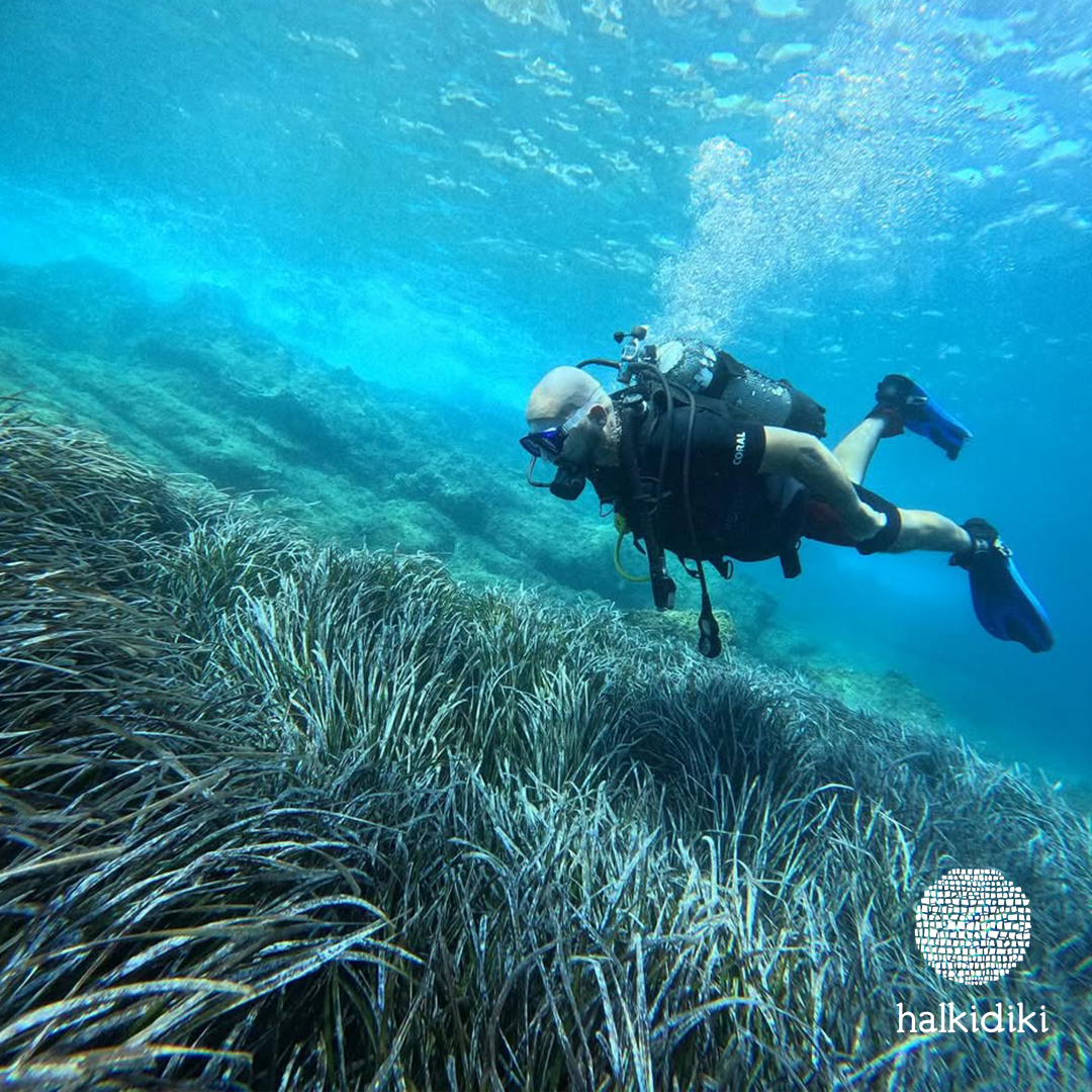 VisitHalkidiki's tweet photo. Sunny weather and calm waters?
How about an underwater exploration?
Image credits: @bojchev at #Paliouri beach
#Halkidiki #VisitGreece #Kassandra @VisitKassandrahalkidiki https://t.co/pya7BaCXcr