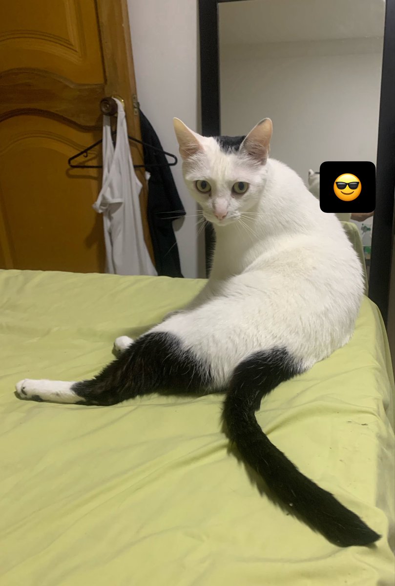 Don Bonifacio tweet media