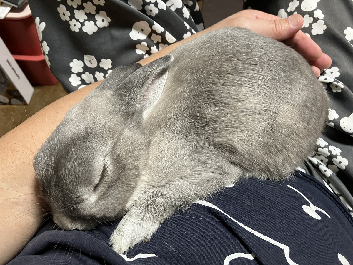 たっつぁん🐰 tweet media