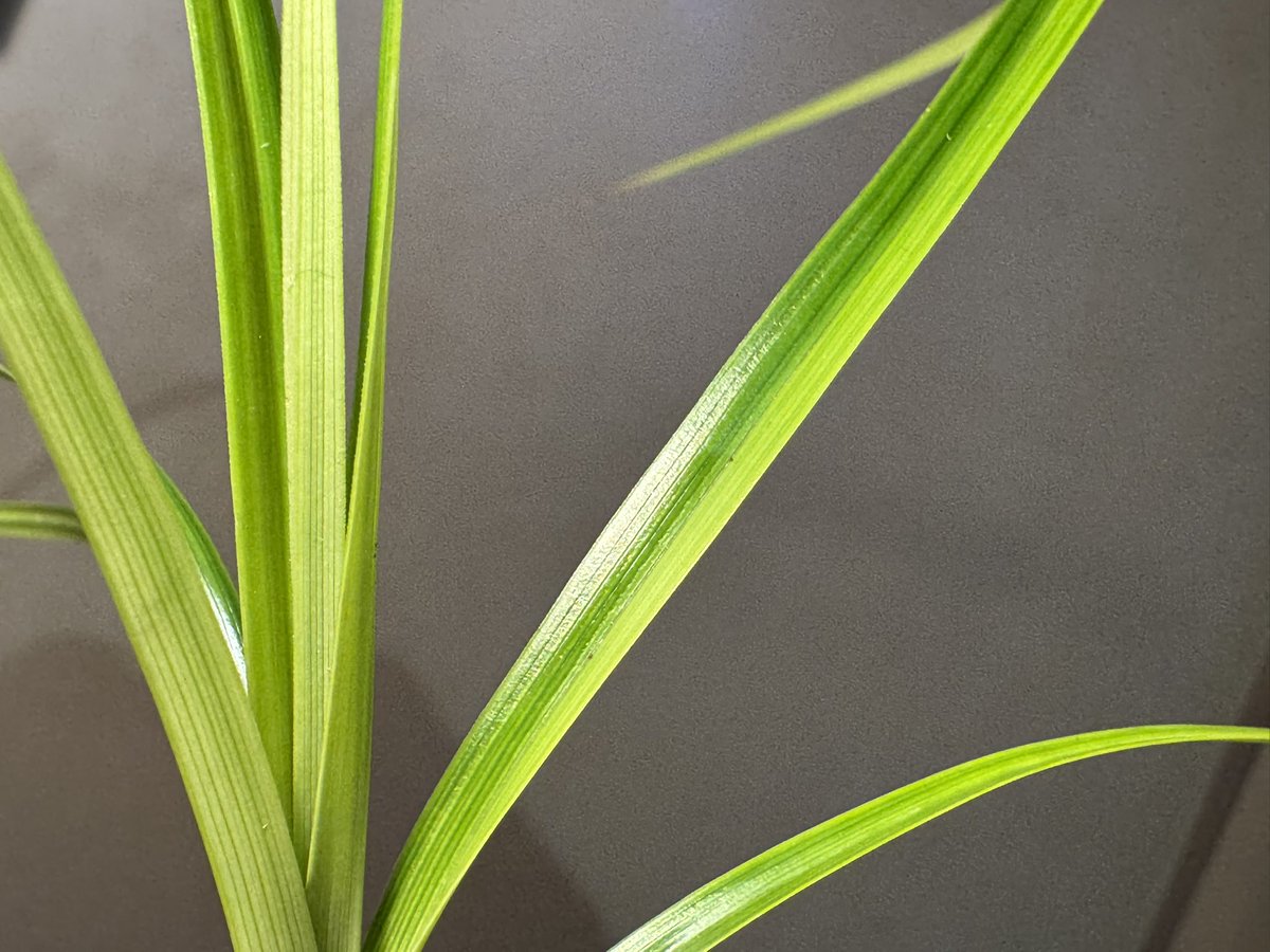 モレ吾郎@M.R.G.R since2020 tweet media