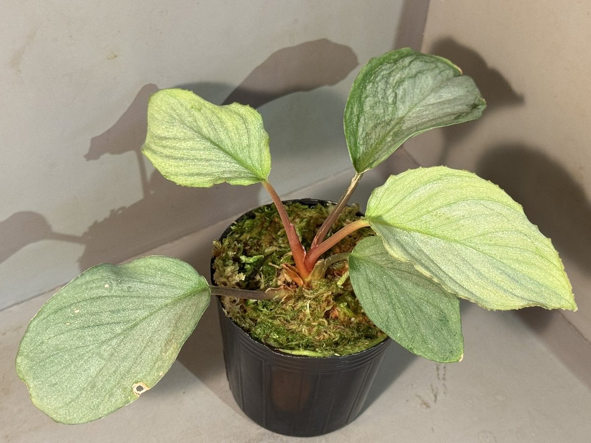 モレ吾郎@M.R.G.R since2020 tweet media