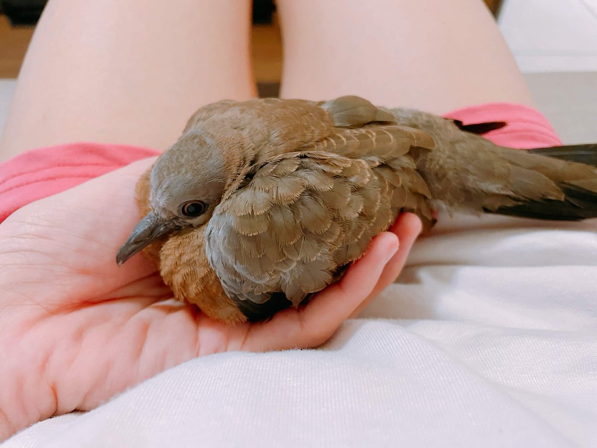 迪鹿DeluCat💖去做遊戲了 tweet media