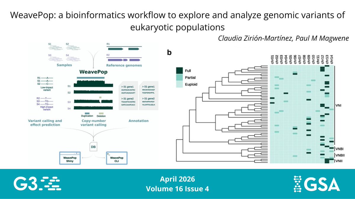 GeneticsGSA's tweet image. Short-read sequencing data processing requires multiple steps and computational tools, impacting #reproducibility across projects and laboratories. 

WeavePop, a #reproducible and #scalable workflow, helps align, explore, and analyze genomic variants.

🔗 buff.ly/hPlv0jJ