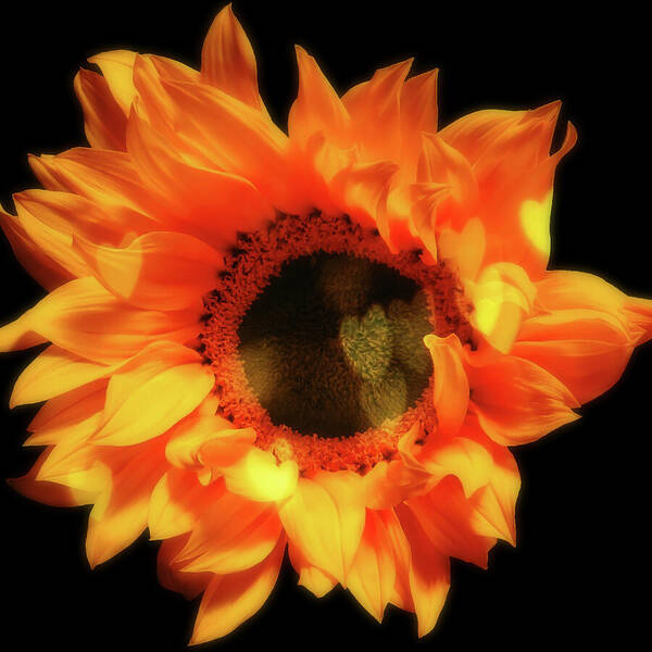 HurmerintaArt's tweet image. Sunflower Passion.
Beautiful choice for wall art, bags, cards and pillows.
#sunflower
 johanna-hurmerinta.pixels.com/featured/sunfl…