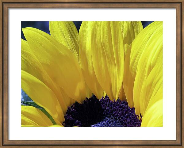 HurmerintaArt's tweet image. Sunflowers are so beautiful. This is a macro photograph of one beauty. Lovely choice for wall art, home decor and bags.

#sunflower

johanna-hurmerinta.pixels.com/featured/i-cou…