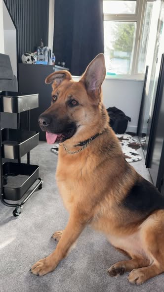 gsrescueelite's tweet image. Luna is 4yrs old and she arrived at just a year old having had multiple homes and a litter! Luna can live with older kids but she can be a bit of a houdini so will need a very secure home and garden 
#dogs #germanshepherd #Essex 
gsrelite.co.uk/luna-13/