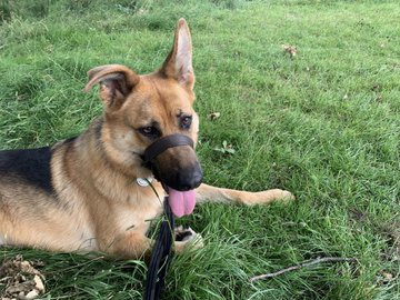 gsrescueelite's tweet image. Luna is 4yrs old and she arrived at just a year old having had multiple homes and a litter! Luna can live with older kids but she can be a bit of a houdini so will need a very secure home and garden 
#dogs #germanshepherd #Essex 
gsrelite.co.uk/luna-13/