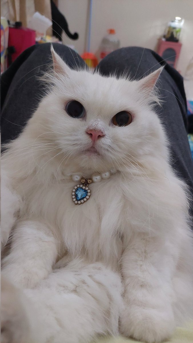 YoriBonni😺 tweet media