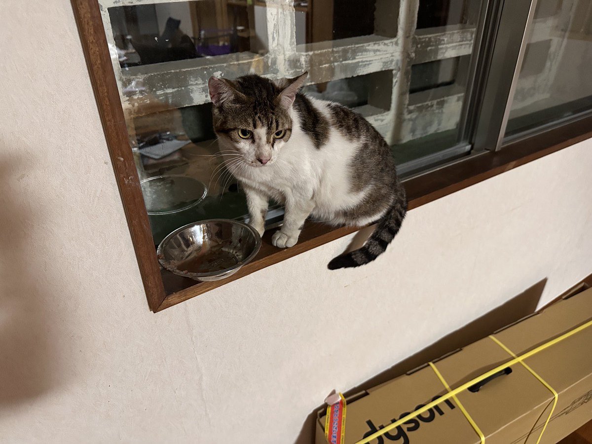 ペット探偵プライベートアイ@日本全国にて即日捜索を実施 tweet media