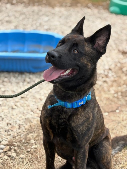 gsrescueelite's tweet photo. Goose is 2yrs old and he is a very clever boy with all the #DutchHerder traits. Goose is looking for a child and pet free home with breed exp to meet his needs
#dogs #germanshepherd #Notts
https://t.co/ecqAc5vOuq https://t.co/XU9uYU5emu