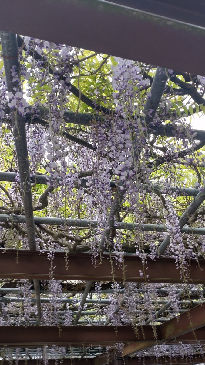 唐津城の藤棚が見ごろになっております🌼