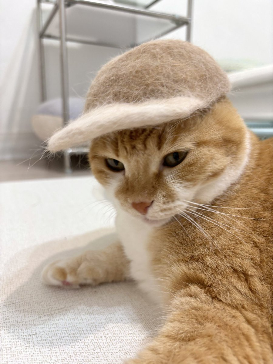 구독냥 tweet media