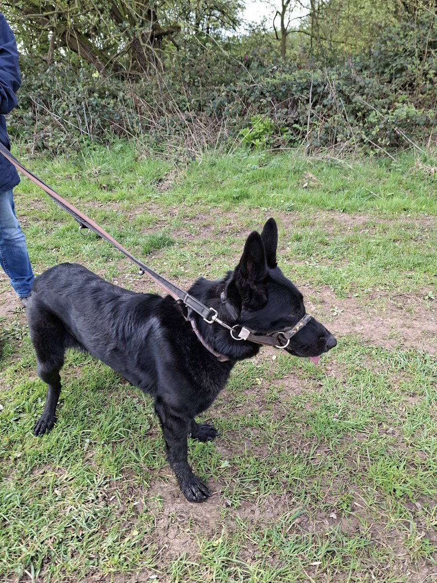 gsrescueelite's tweet image. Lola is 4yrs old and she is looking for a child and pet free home. Lola did find a home where she thrived but sadly came back due to a change in circumstances 
#dogs #germanshepherd #Notts 
gsrelite.co.uk/lola-12/