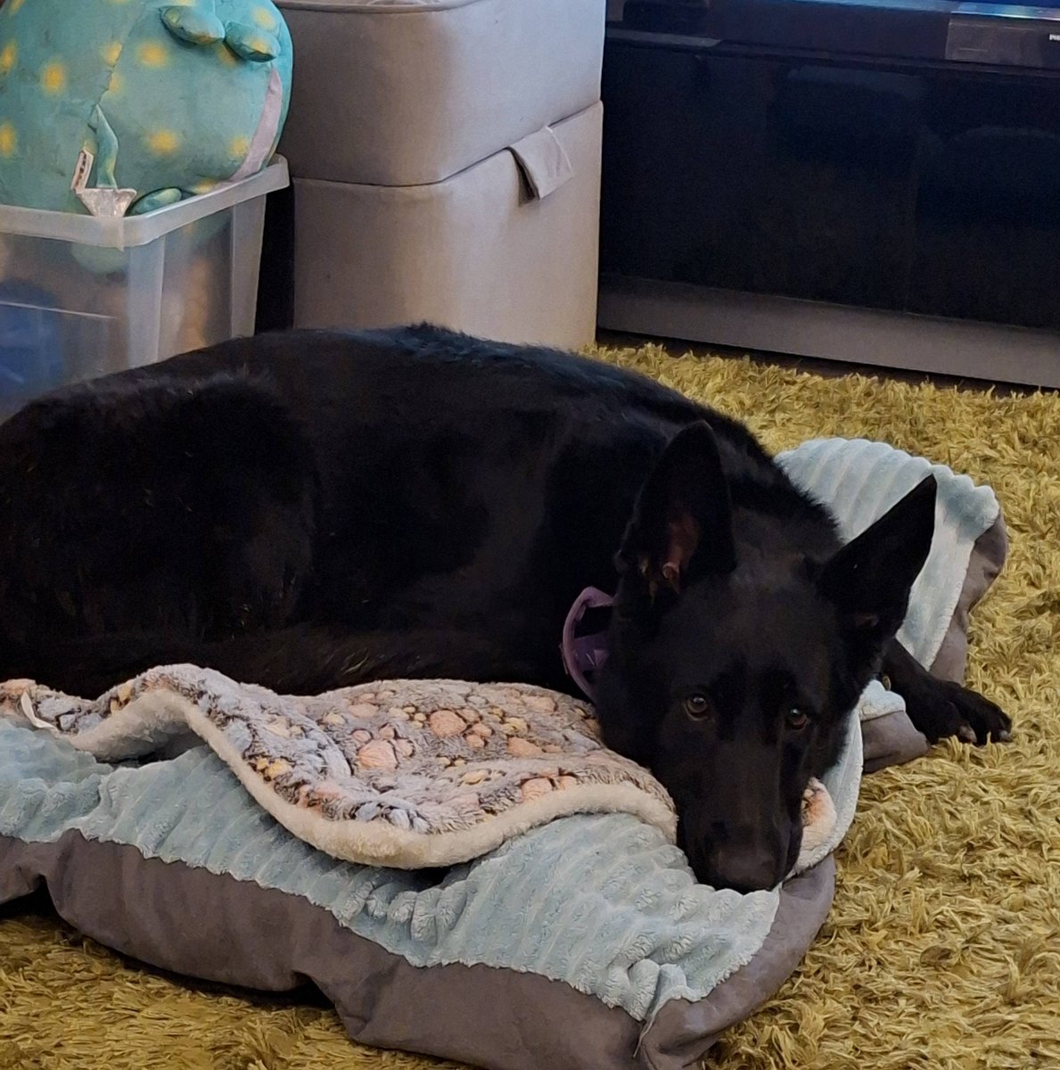 gsrescueelite's tweet image. Lola is 4yrs old and she is looking for a child and pet free home. Lola did find a home where she thrived but sadly came back due to a change in circumstances 
#dogs #germanshepherd #Notts 
gsrelite.co.uk/lola-12/