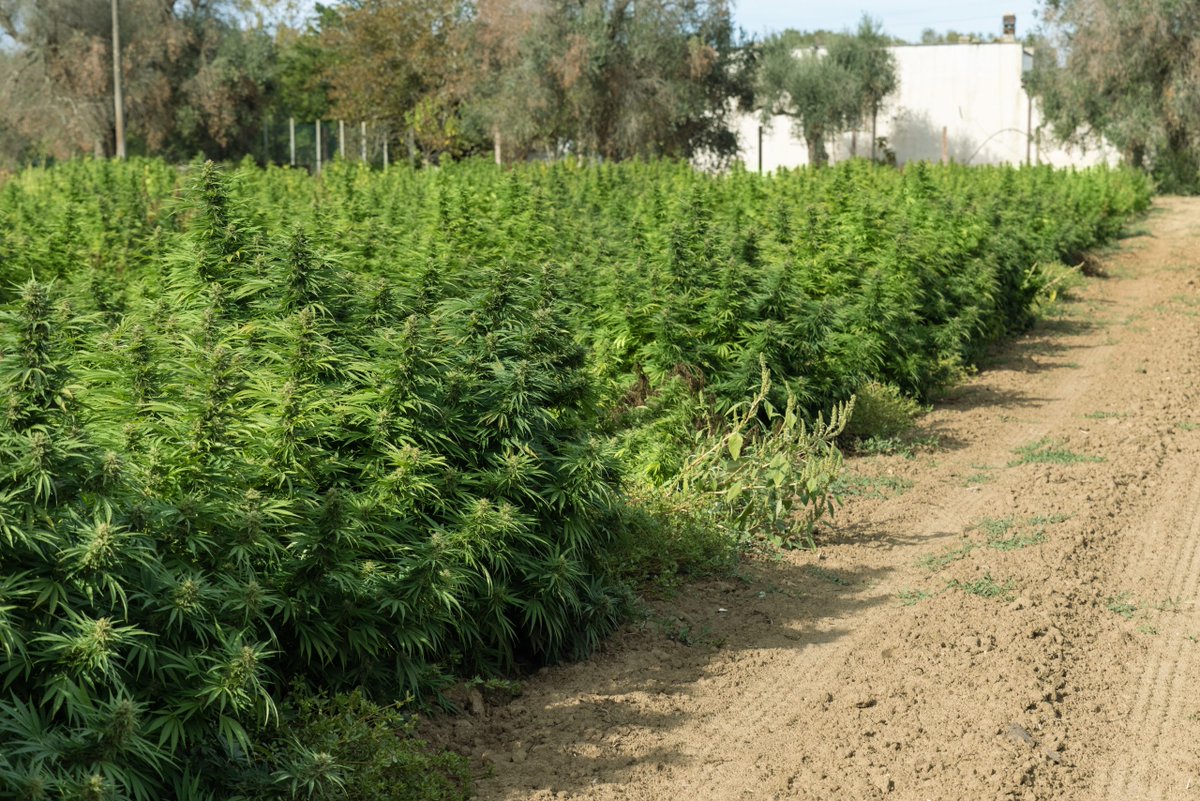 Financialpoise_'s tweet image. From cultivation to retail, every step of the cannabis supply chain is shaped by a patchwork of laws, regulatory hurdles, and financial constraints.

#AlternativeInvestments #BusinessLaw #BusinessManagement #BusinessOperations #SmallBusiness
financialpoise.com/cannabis-suppl…
