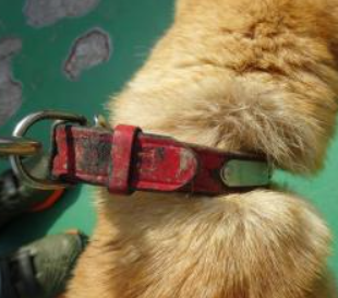 迎えを待ってます😟お心当たりのある方、教えてあげて🙏
pref.fukushima.lg.jp/sec/21620a/mai…
#福島県  田村市  田村市船引町  船引町芦沢  4/14収容
#柴犬 系 ♀️ 柴系雑種  赤い首輪  #迷子犬  #迷い犬
田村郡  三春町  郡山市   飼い主様・関係者以外の連絡不可です。