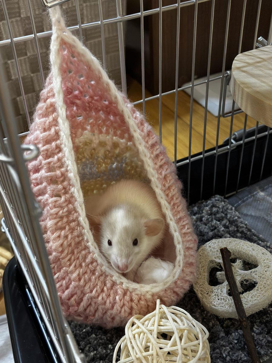 romix69's tweet image. OGHiroshimaさん(@exoticOG2 )からお迎えしたファンシーラットのごま君ともち君です🐀
超可愛い🥰🥰🥰🥰
生後7週間ぐらいでまだまだベイビーだぜ👶🏻👶🏻
#ファンシーラット #Rat