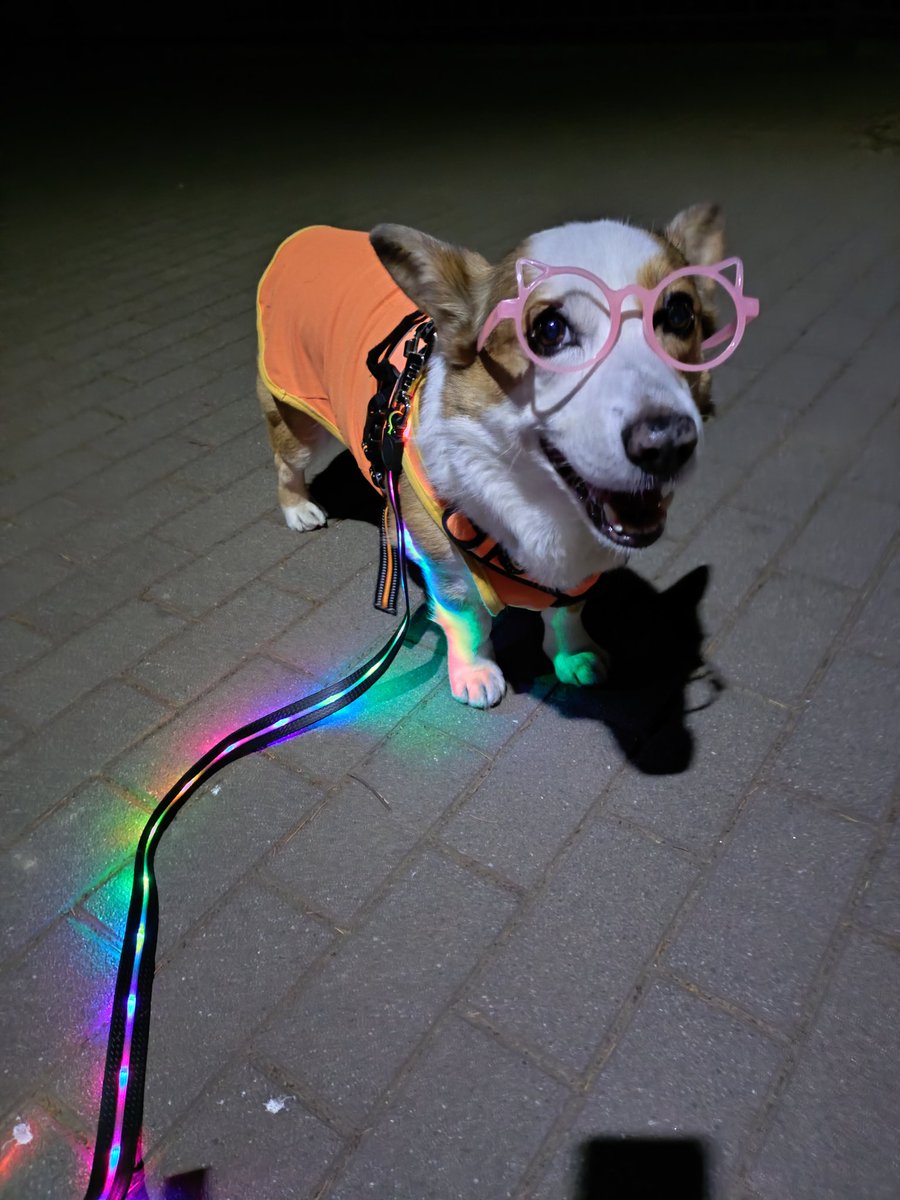 🇬🇧🐶LEO元愛犬❤️Riku今愛犬🐶 tweet media