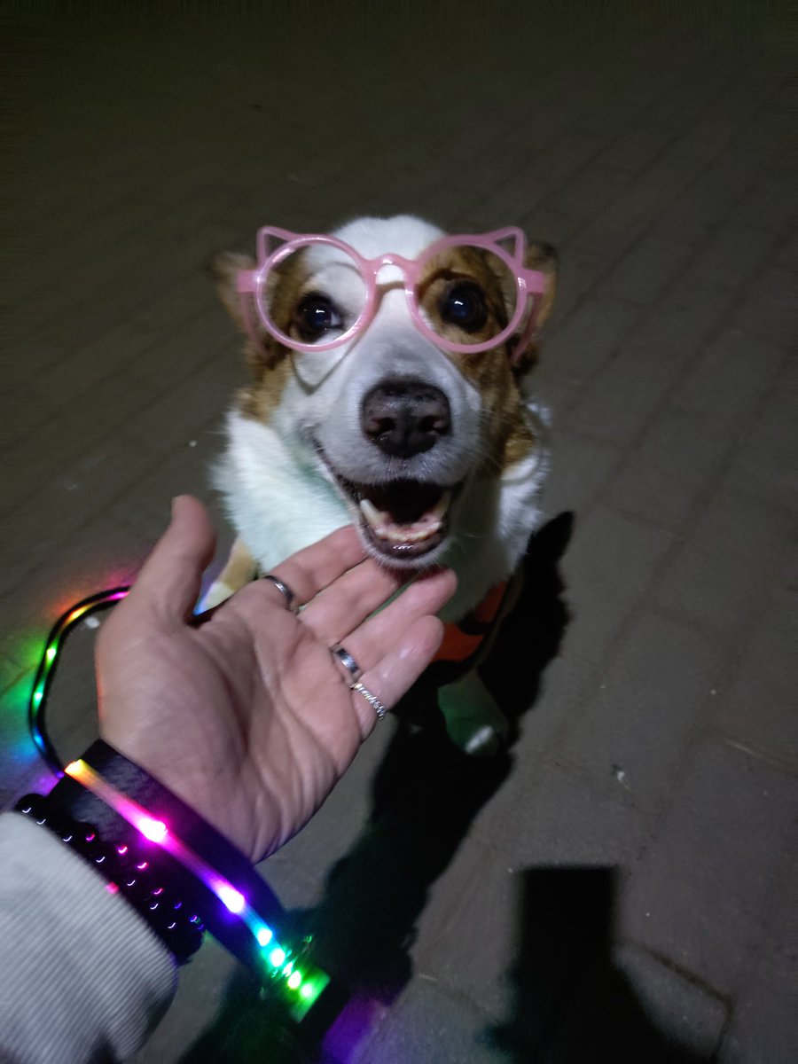 🇬🇧🐶LEO元愛犬❤️Riku今愛犬🐶 tweet media