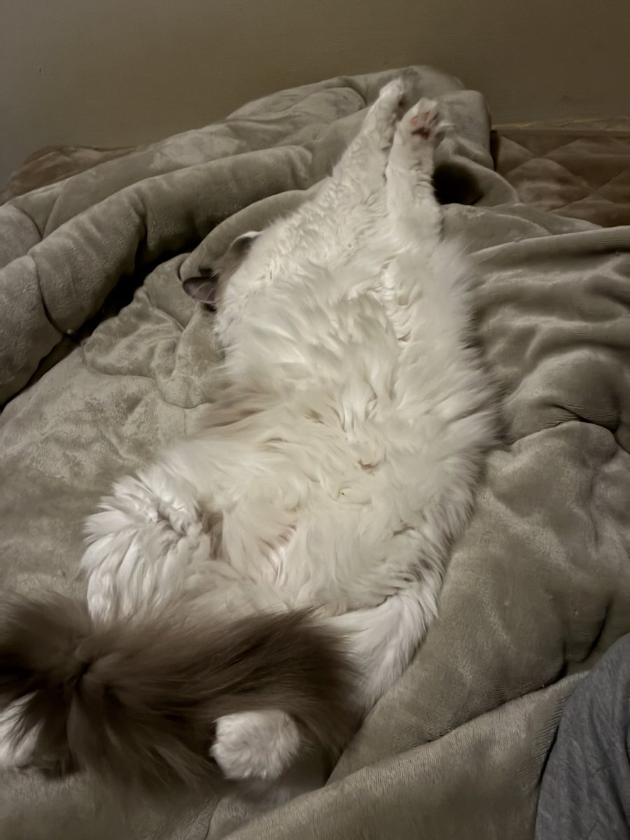 幸せReo tweet media