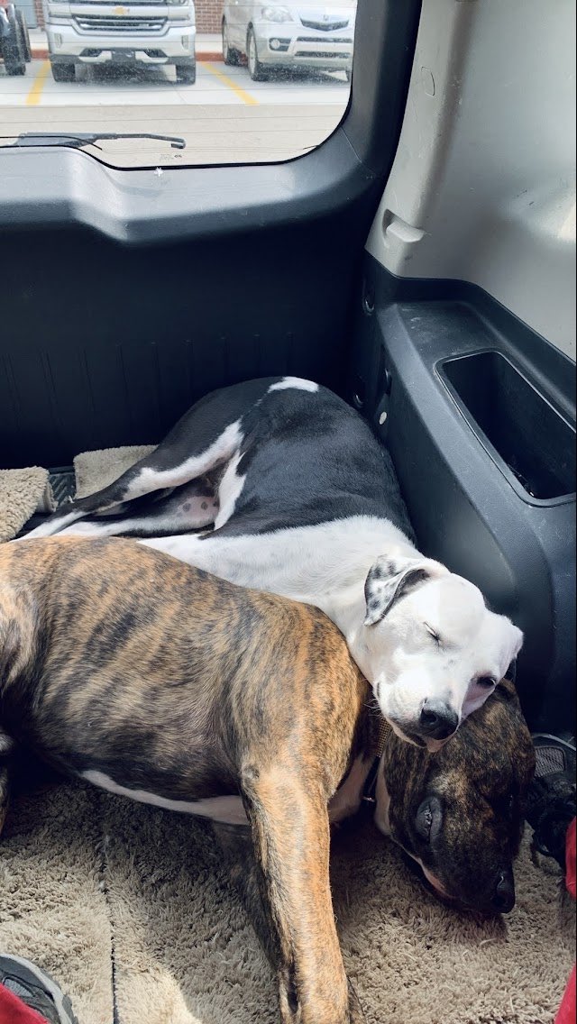 Katharine Lawrence tweet media