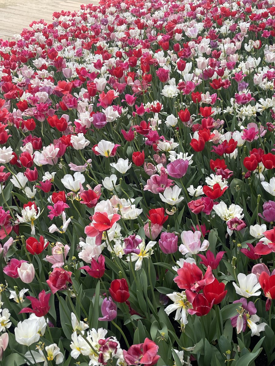 _amai8's tweet photo. ネモフィラ綺麗だった〜🩵
チューリップも🌷
ずっと欲しかったローズマリーも買えた🫶🏻 https://t.co/HdkY6TzIzo
