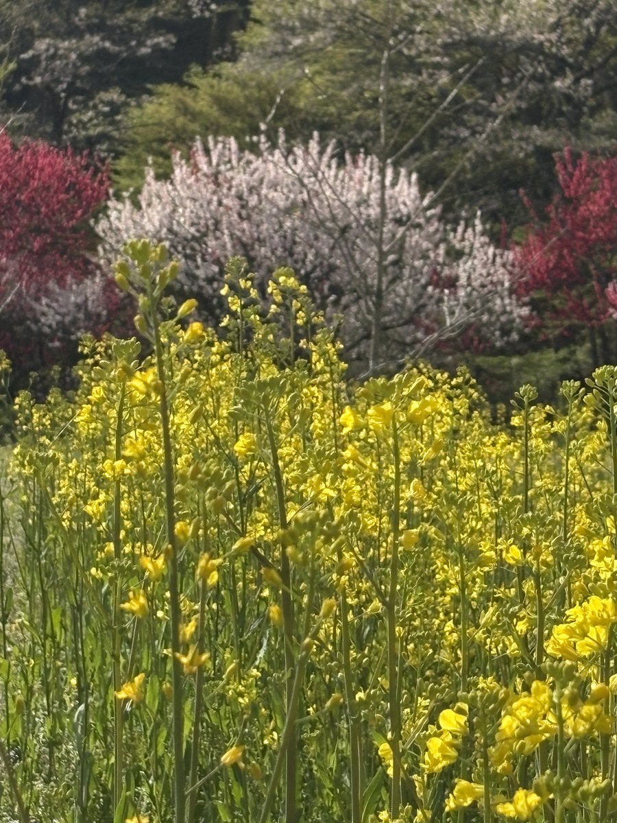 信濃南-Shinanonan- tweet media