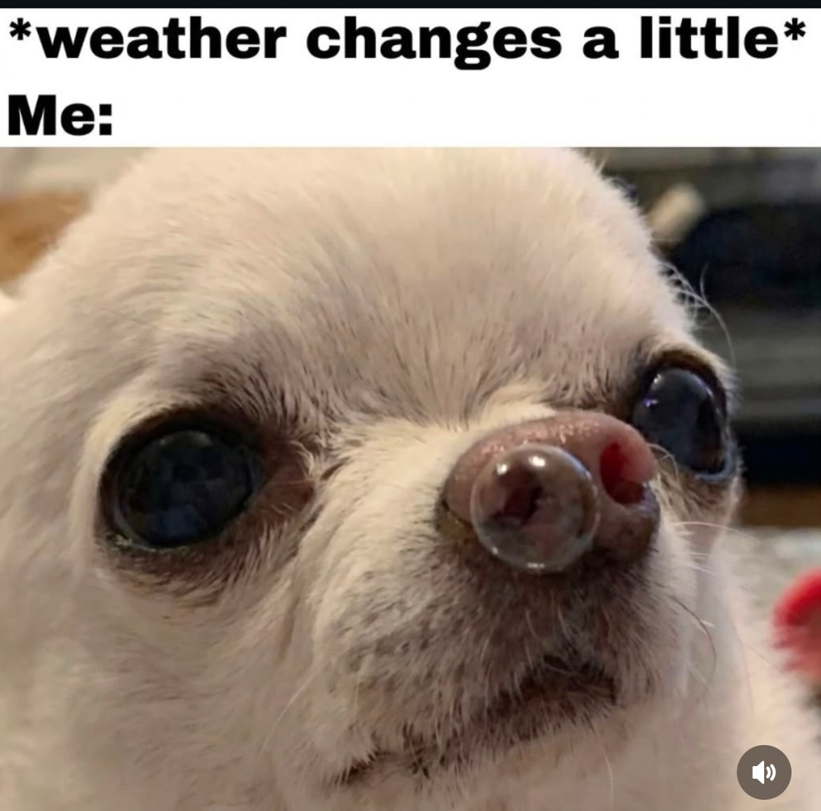 Good morning 😃 

Have a wonderful day!

I’ll be in bed, with 400 tissues around me 🤒