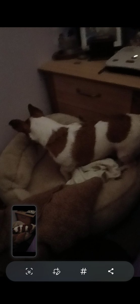 SuzyYoung24's tweet image. Oreo packs 
Bed Toys PJ's 
Foster mum Suzy is sad😓Tho me loves her lots &amp;amp; will visit pwomiss 🐾🫶 Will stay Sat training #zzst #ZSHQ 

Love U Fur Pals💕🫂
No b sad lads Will post pupdates Thurs 23rd me go home Had 1&amp;amp;half year all Pawfect wiv ya'all n loved Suzy🫶🫶 💋💋🫂🫂🙌🙌