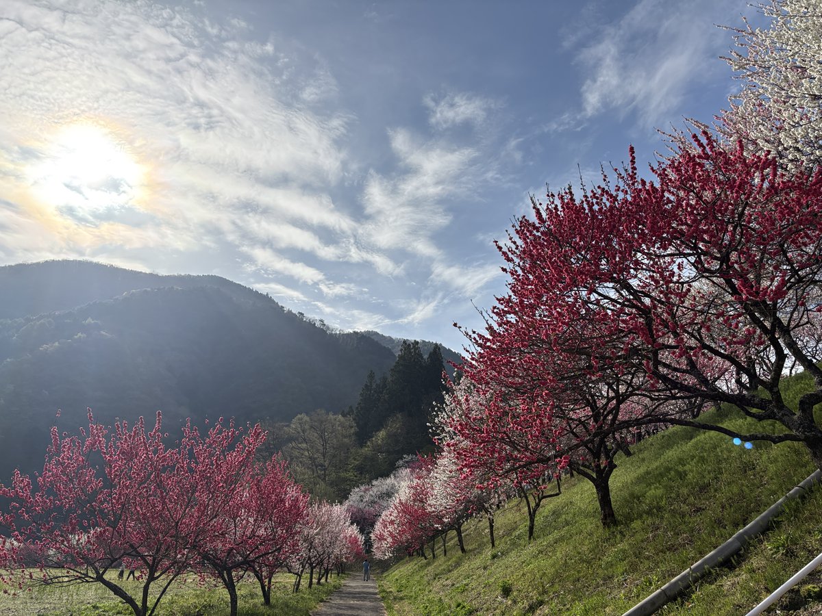 信濃南-Shinanonan- tweet media