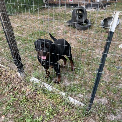 Randall State tweet media