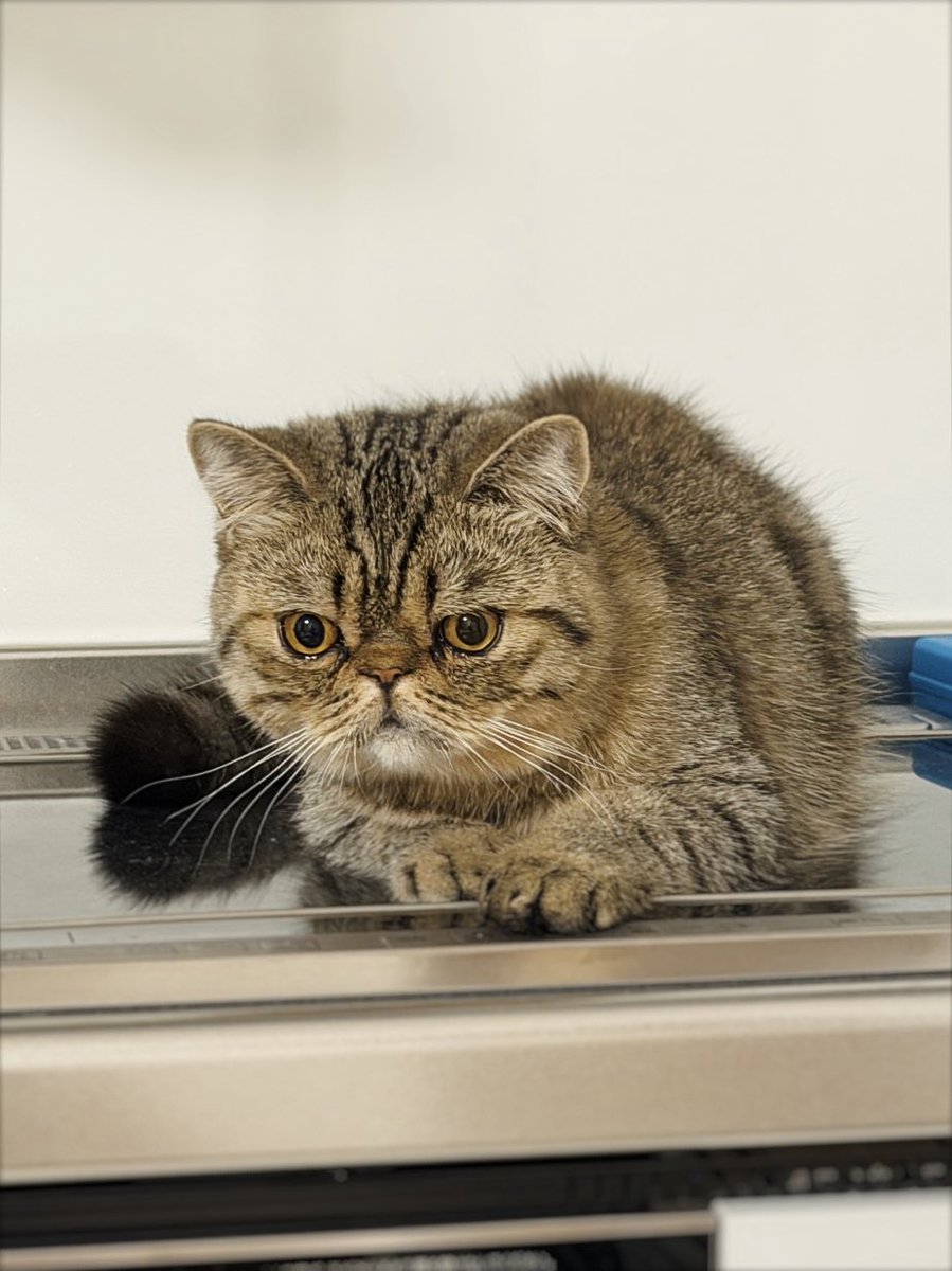 じろじろジロ帳 tweet media