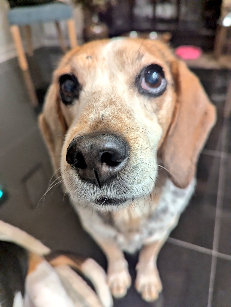 BeagleBrigadeGA's tweet image. Happy #boop Monday from our sweet Officer! 

Where there is food, there is always a #Beagle nose! 😂

#BeagleFacts