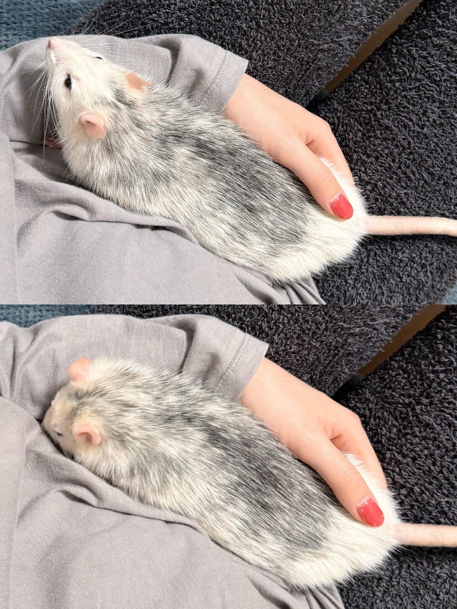 べったりあまったれドブブ