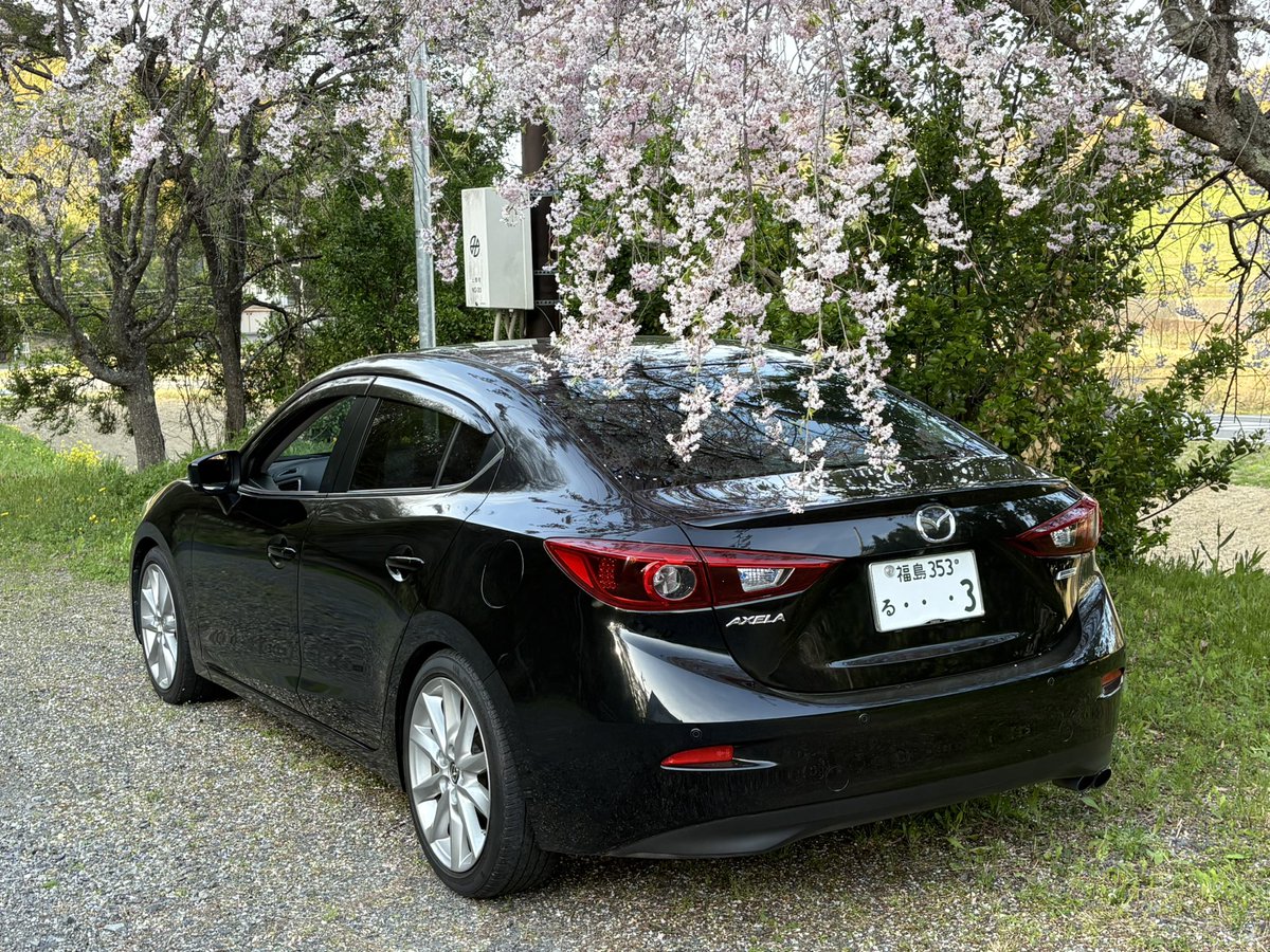 ma_bou006's tweet image. まだ咲いてたところあった🌸
#アクセラ
#mazda