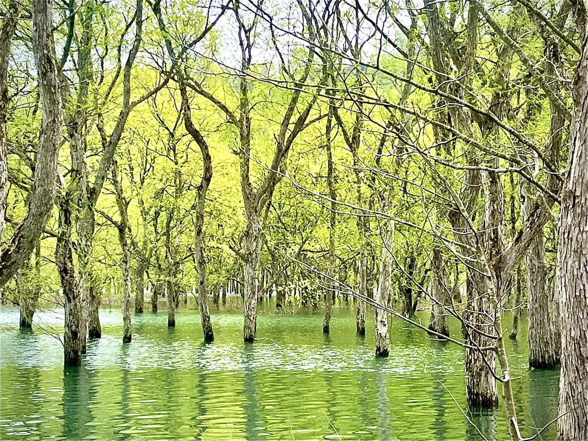 鼓膜に薔薇が咲きますっ♡. tweet media