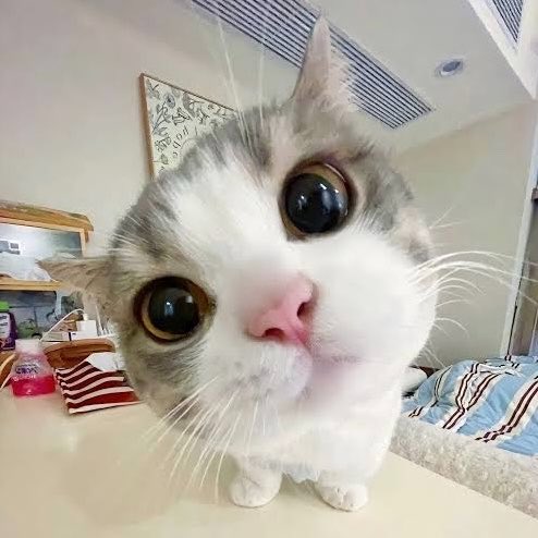 อ๋อ๋ (♡˙︶˙♡) tweet media