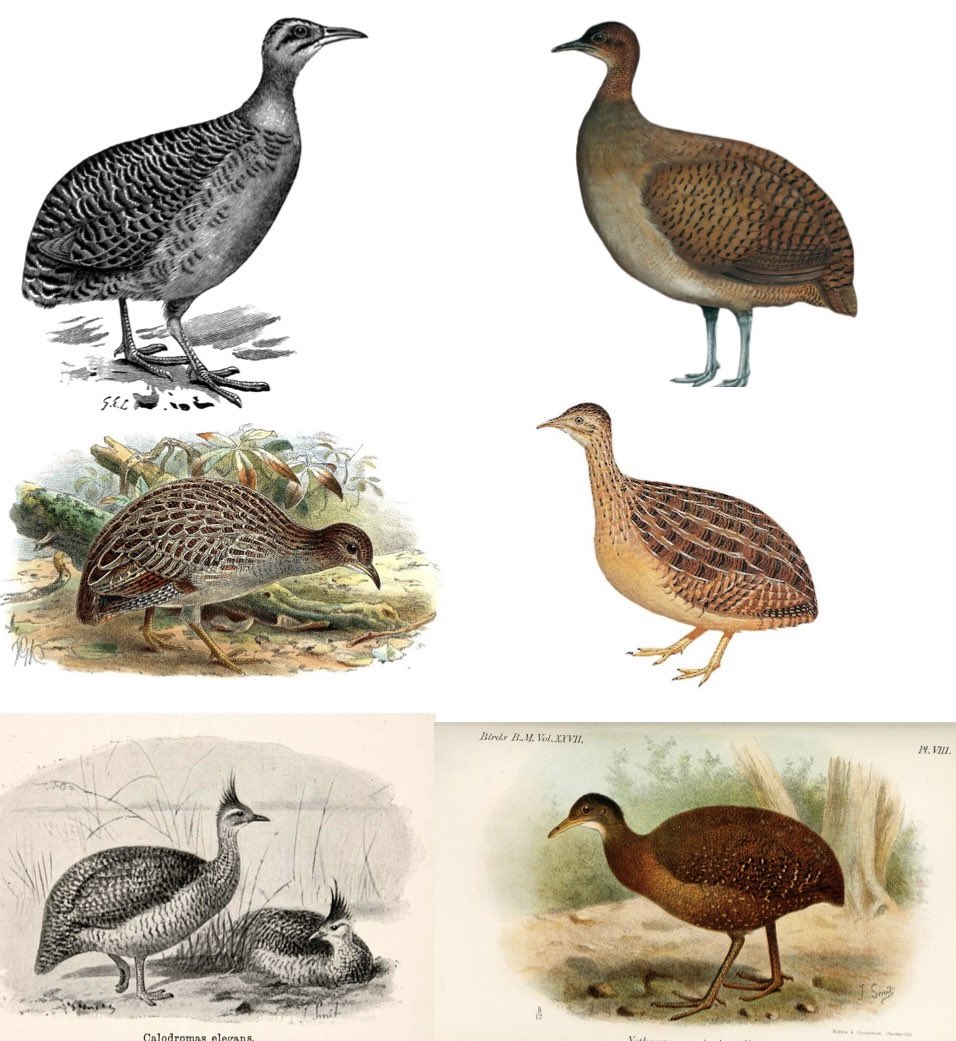 🦎Visceral🪶 (Tomistoma enjoyer🐊) tweet media